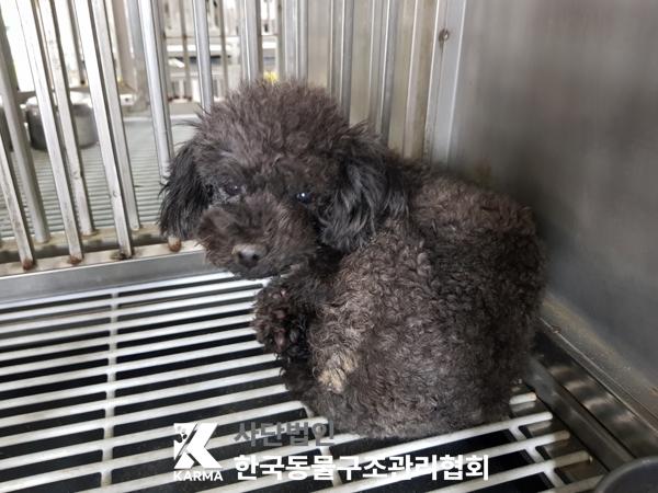 한국동물구조관리협회_441409202500379